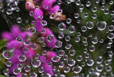 Raindrop Web